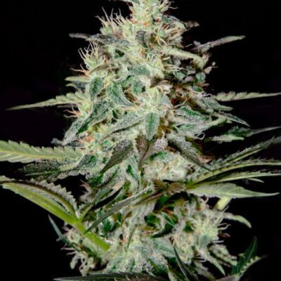 White Lemon - Alchimia