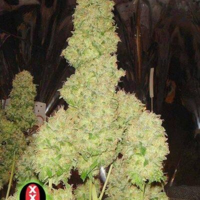 White Russian 1 Auto - Alchimia