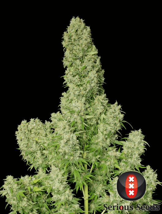 White Russian - Alchimia