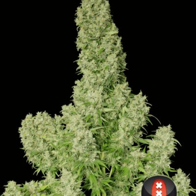 White Russian - Regular - Alchimia