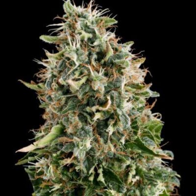 White Siberian - Alchimia