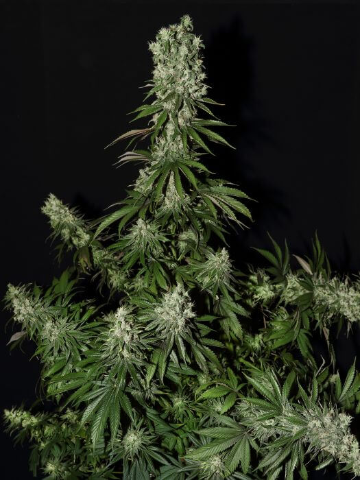 White Strawberry Skunk - Alchimia