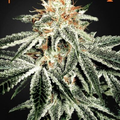 White Widow - Alchimia
