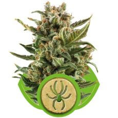 White Widow Auto - Alchimia