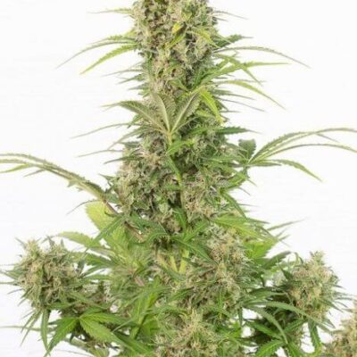 White Widow Auto CBD - Alchimia