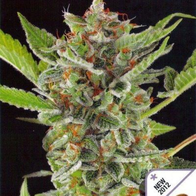 White Widow Automatic - Alchimia