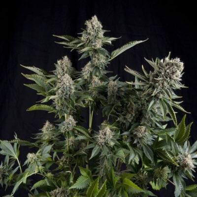 White Widow CBD - Alchimia