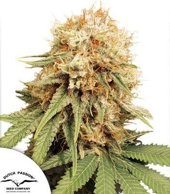 White Widow - Regular - Alchimia