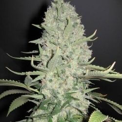 White Widow x Big Bud - Alchimia