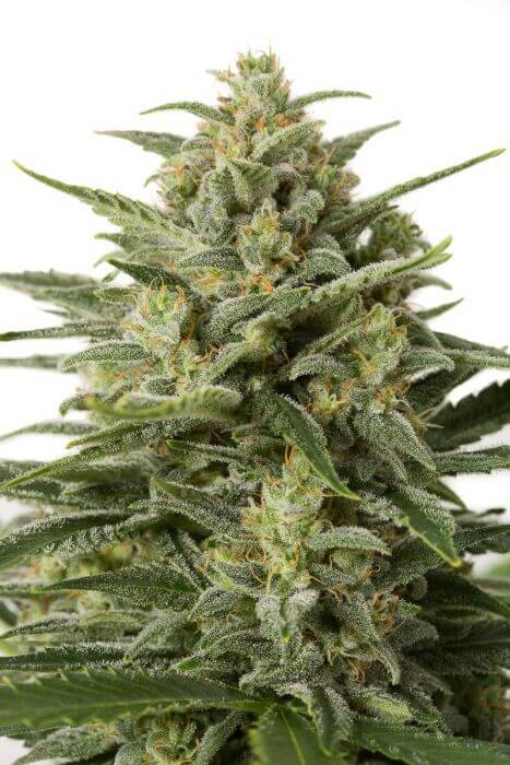 White Widow XXL Auto - Alchimia