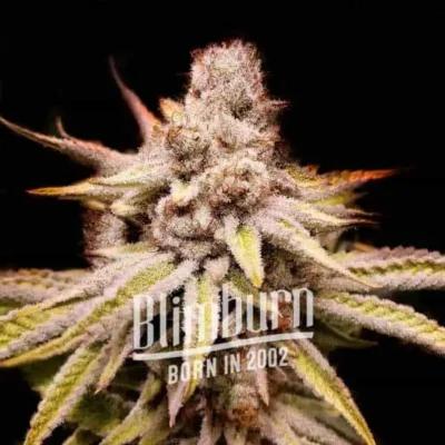 Wifi OG - Alchimia