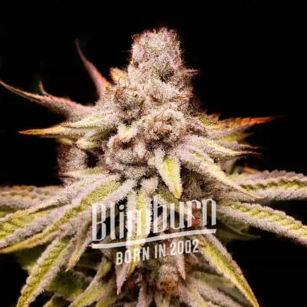 Wifi OG - Alchimia