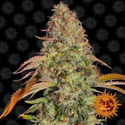 Zkittlez OG Auto - Alchimia