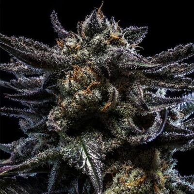 Zombie Kush Auto - Alchimia