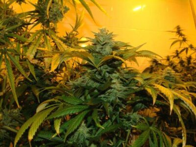 Zuri Widow - Alchimia