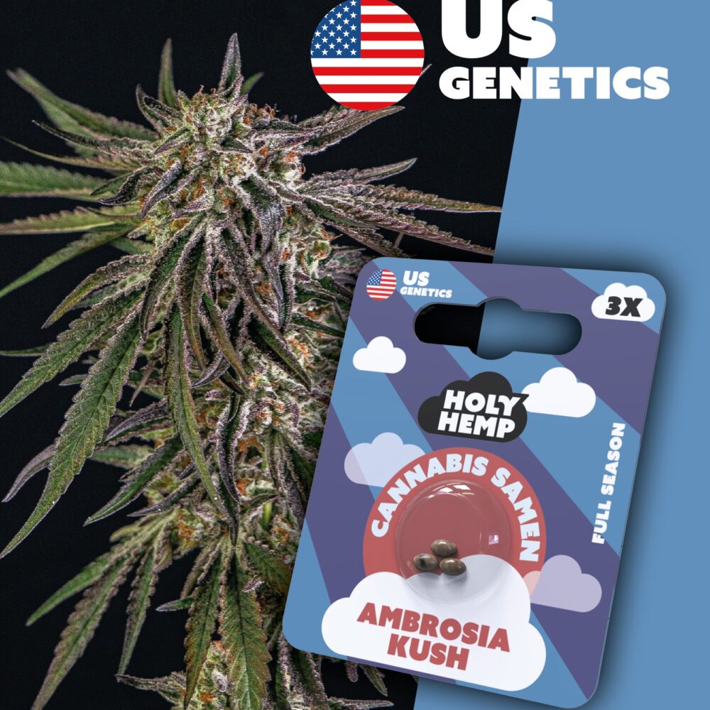 Ambrosia Kush Cali Seeds - Holy Hemp