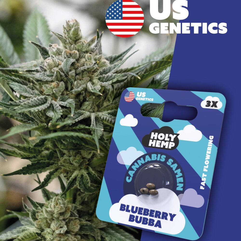 Blueberry Bubba Cali Seeds - Holy Hemp