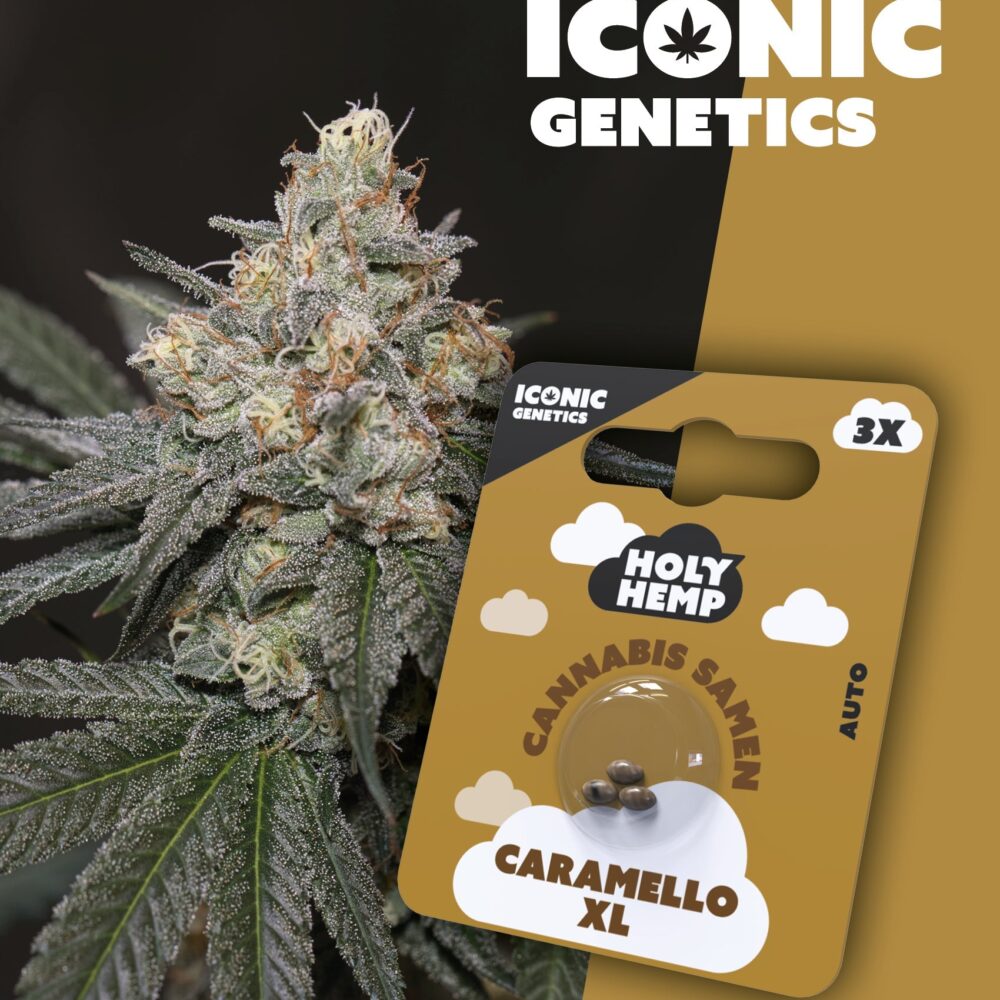 Caramello XL Iconic Seeds - Holy Hemp