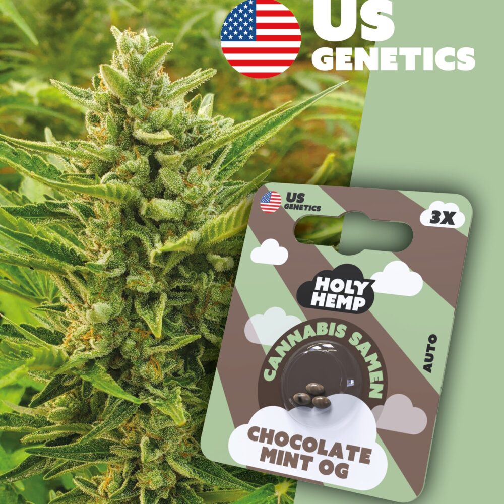 Chocolate Mint OG Cali Seeds - Holy Hemp