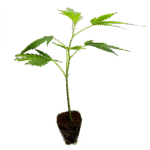 Critical+ 2 0 Steckling