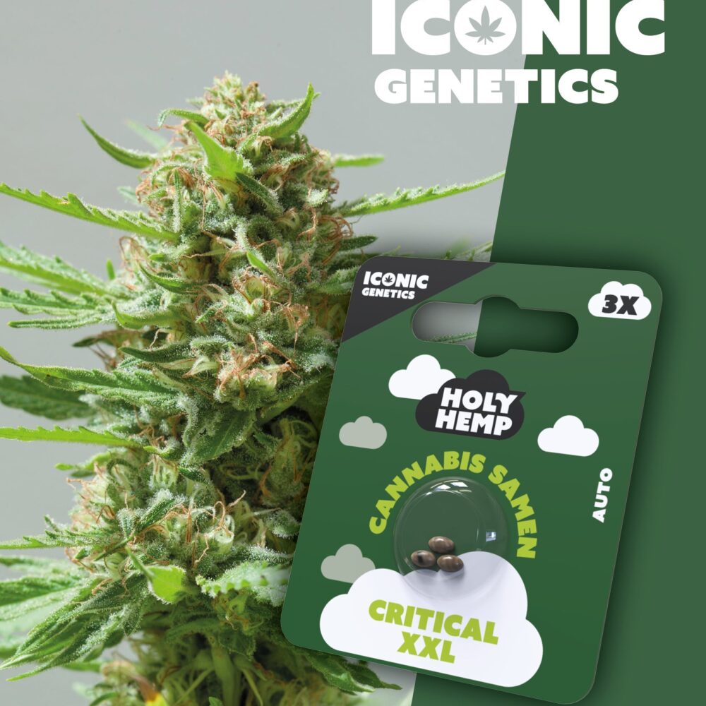 Critical XXL Iconic Seeds - Holy Hemp