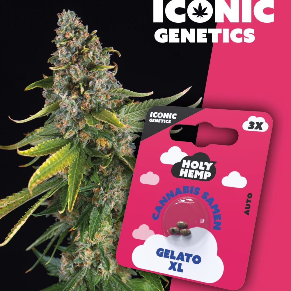 Gelato XL Iconic Seeds - Holy Hemp