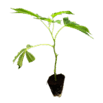 Girl Scout Cookies Steckling