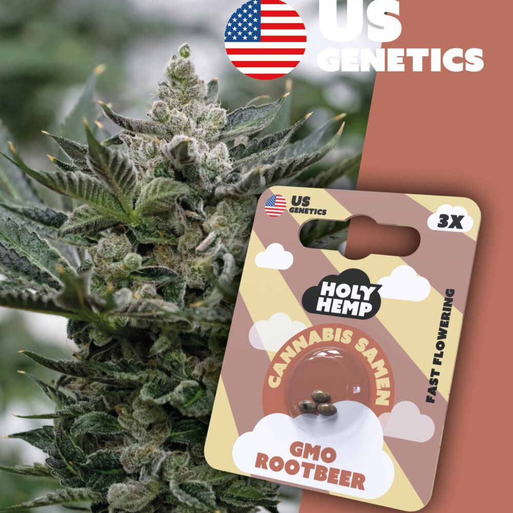 GMO Rootbeer Cali Seeds - Holy Hemp