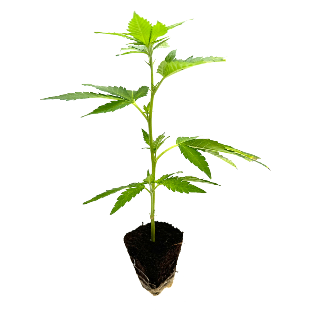 Gogurtz Steckling - Holy Hemp