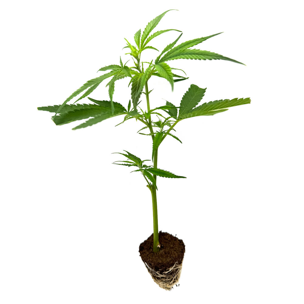 Mandarin Cookies R1 V2 Steckling - Holy Hemp