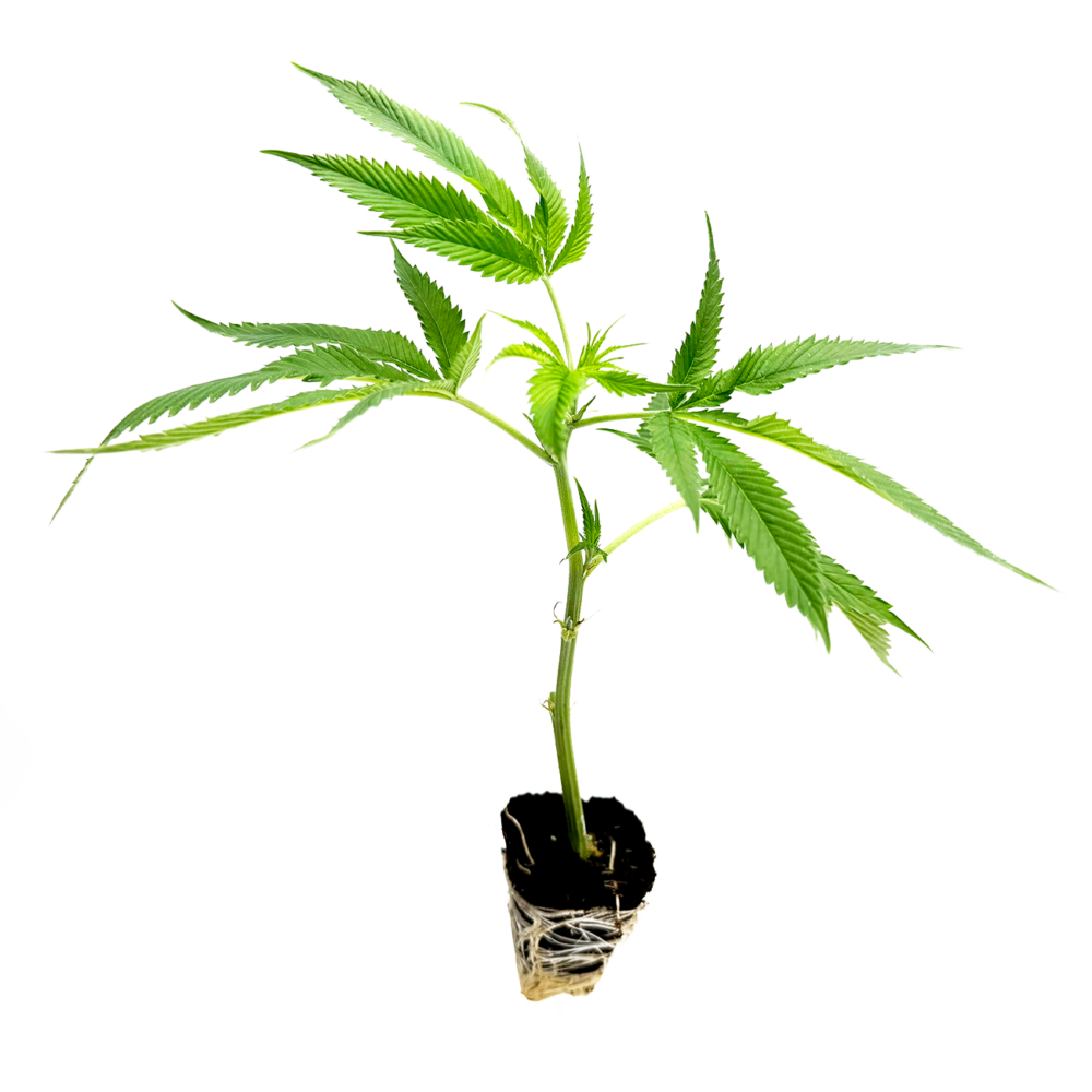 Mango Kush Steckling - Holy Hemp