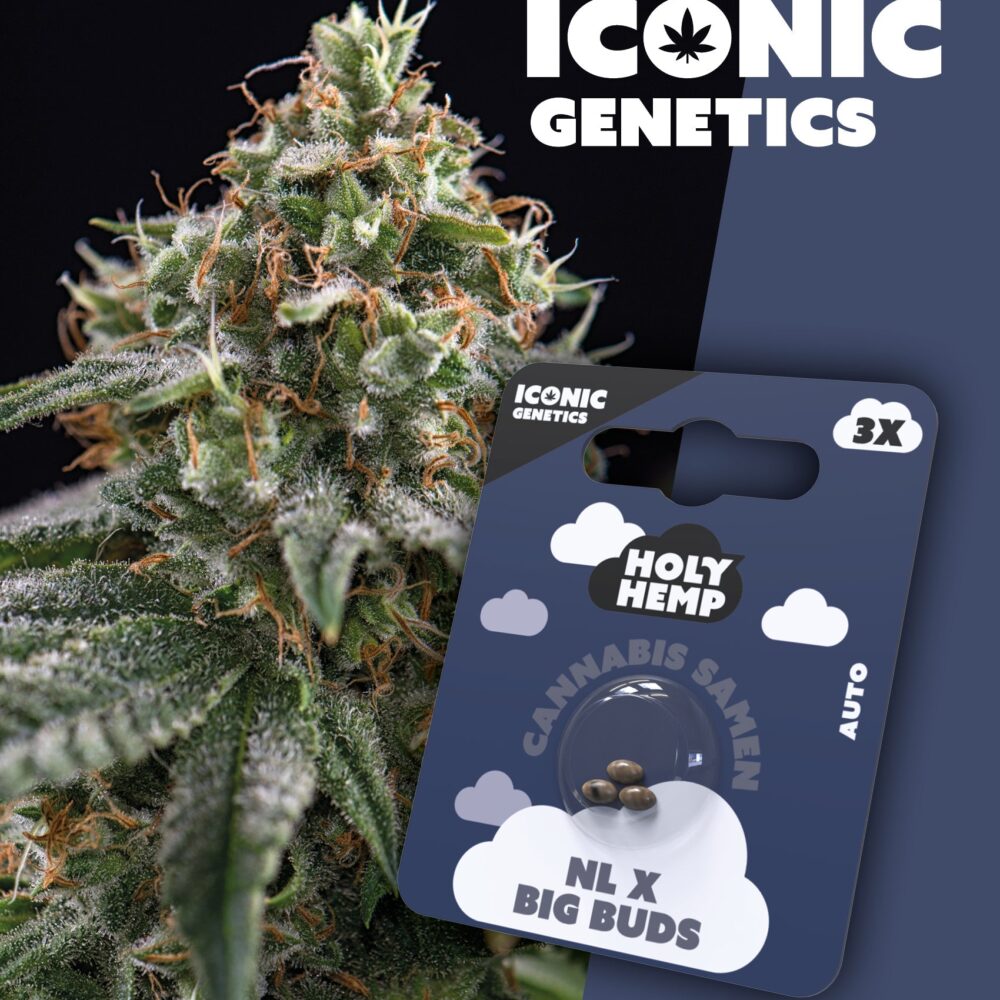 NL x Big Buds Iconic Seeds - Holy Hemp
