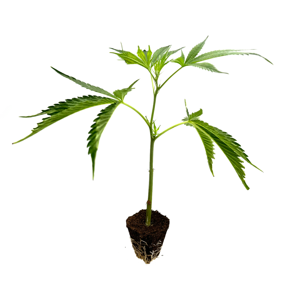 OG Kush Steckling - Holy Hemp