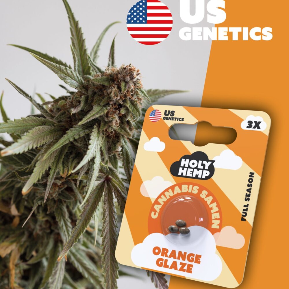 Orange Glaze Cali Seeds - Holy Hemp