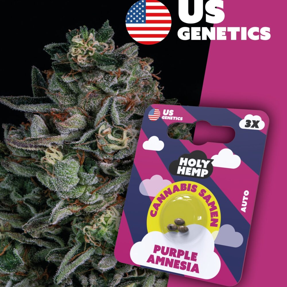 Purple Amnesia Cali Seeds - Holy Hemp