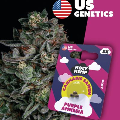 Purple Amnesia Cali Seeds - Holy Hemp