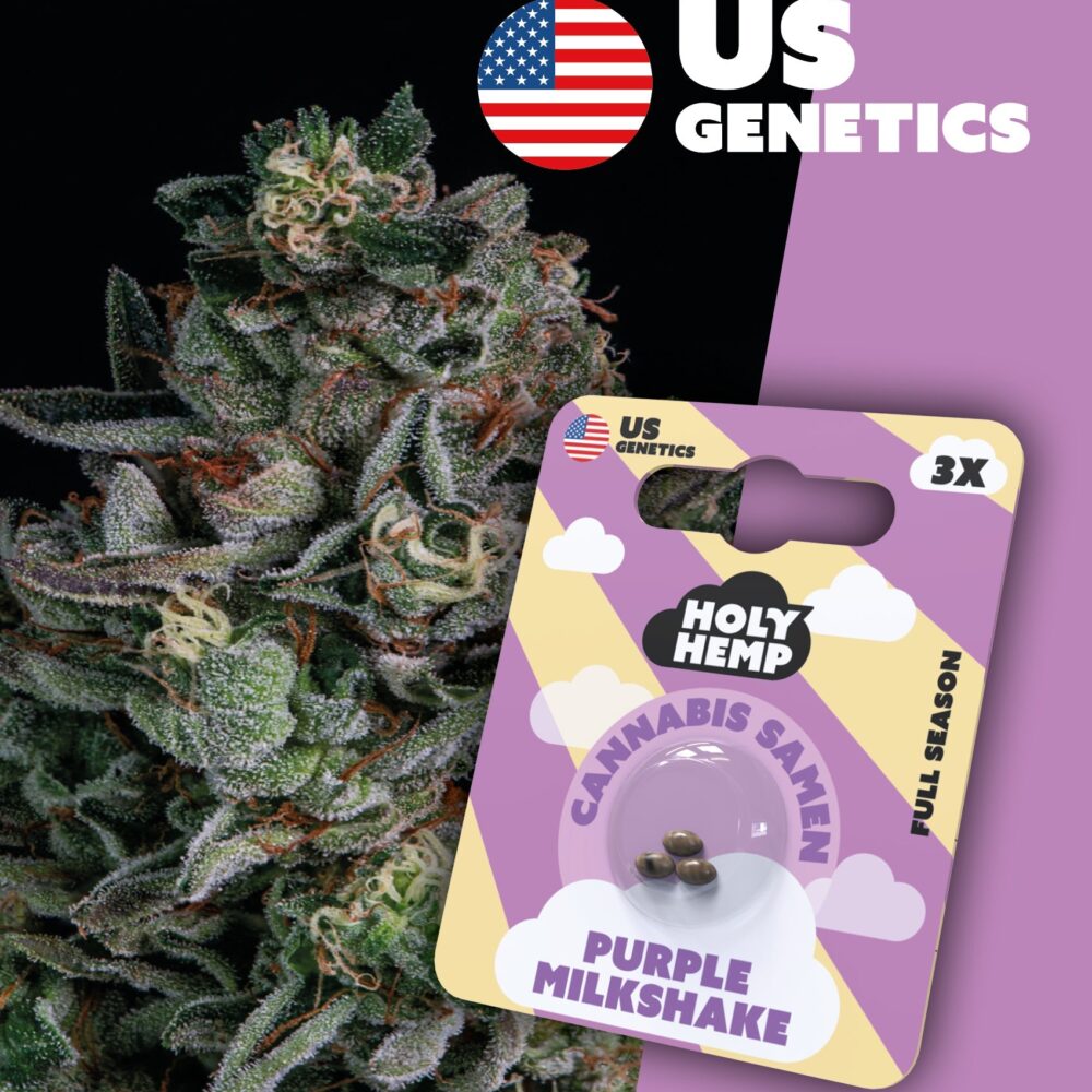 Purple Milkshake Cali Seeds - Holy Hemp