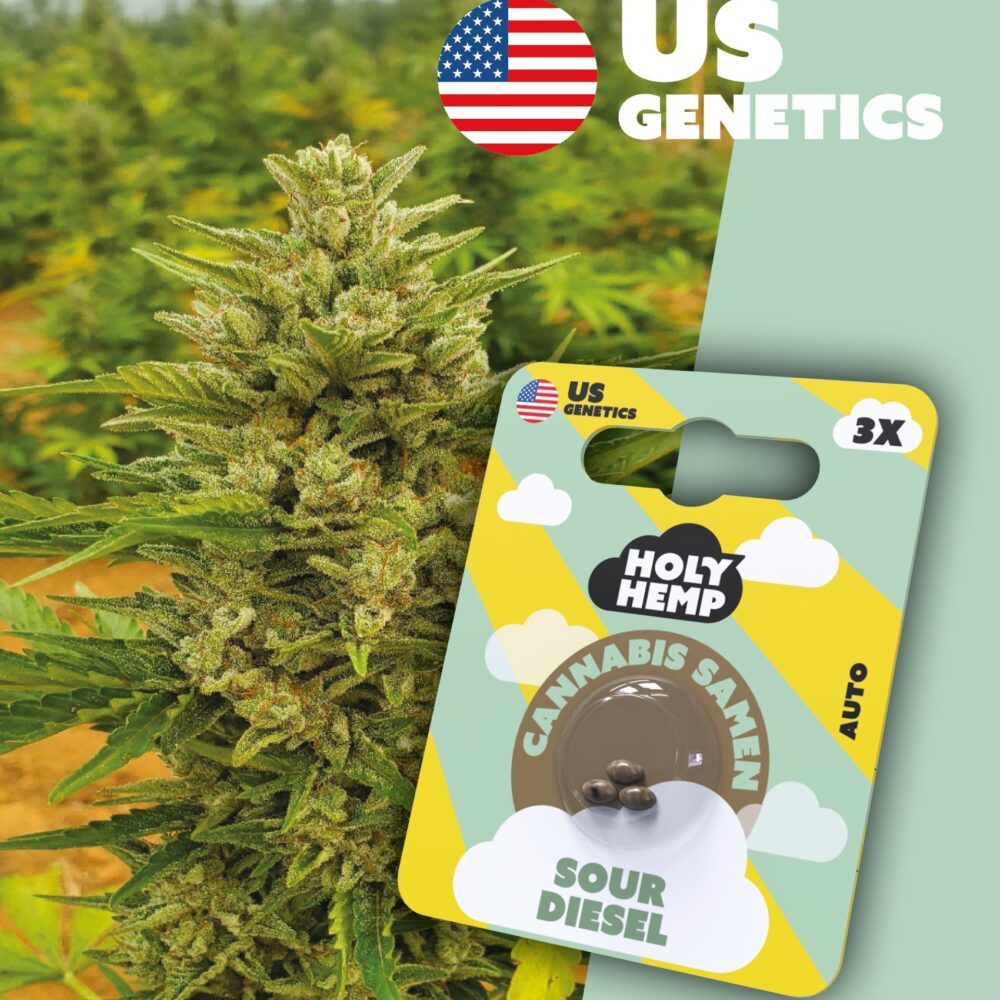 Sour Diesel Cali Seeds - Holy Hemp