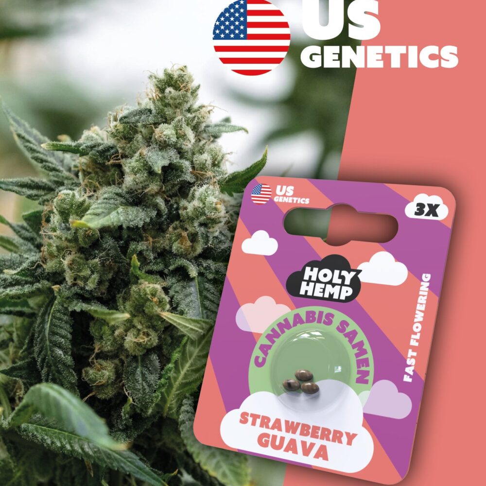 Strawberry Guava Cali Seeds - Holy Hemp