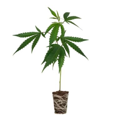 Blue Barry Steckling Cali Strain - Cannaconda