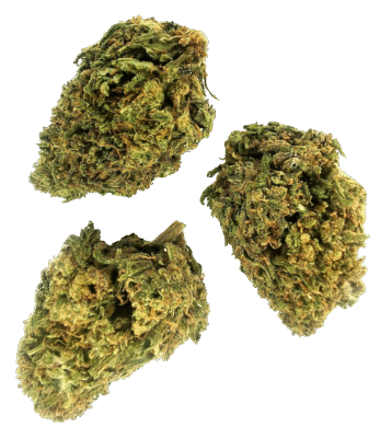 Godfather OG 10-OH+ Blüten 1g - Cannaconda