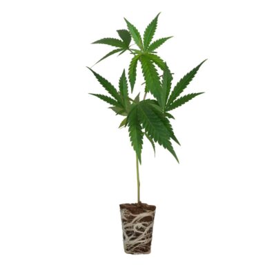 Spooky OG Steckling Cali Strain - Cannaconda