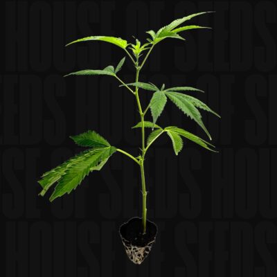 Amnesia Core Cut – House of Seeds