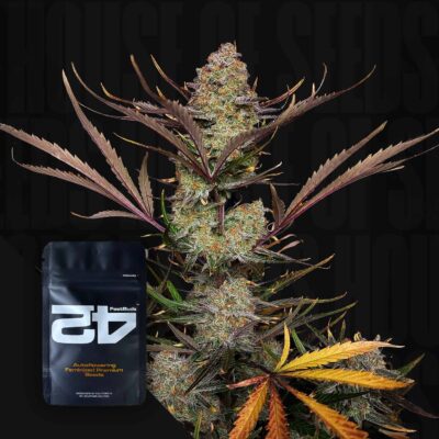 Auto Apricot - House of Seeds