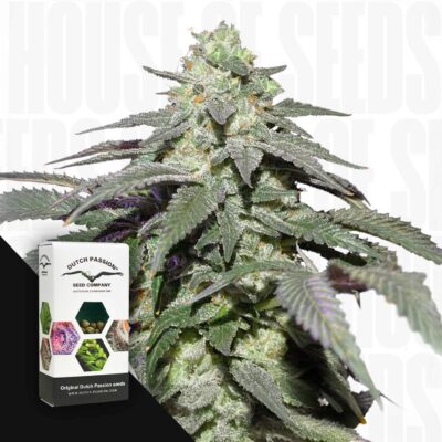 Auto Skywalker Haze - House of Seeds