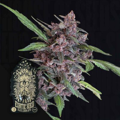 Black Lemon Auto - House of Seeds