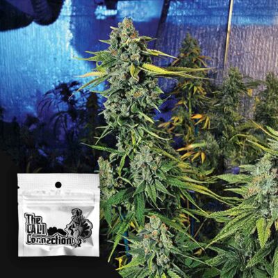 Blue Dream Haze - House of Seeds