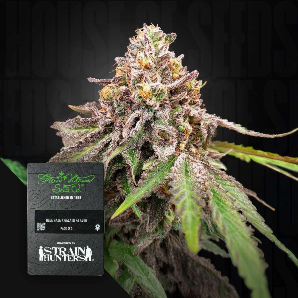 Blue Haze x Gelato 41 Auto - House of Seeds
