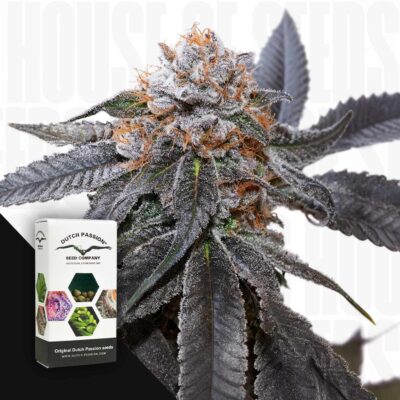 Blue Zushi - House of Seeds