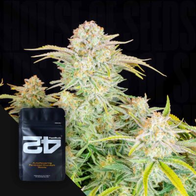 Bruce Banner Auto - House of Seeds